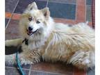Huskies -Pomeranian Mix DOG FOR ADOPTION RGADN-1088403 - Bear Kendall - Husky /