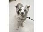 Adopt Callie a Cattle Dog, Mixed Breed