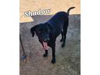 Adopt shadow a Black Labrador Retriever / Mixed dog in Calexico, CA (41504136)