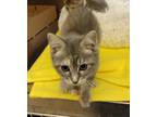 Adopt Moni 41238 a Domestic Shorthair / Mixed cat in Pocatello, ID (41491636)
