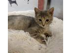 Adopt Lyse 41239 a Domestic Shorthair / Mixed cat in Pocatello, ID (41491635)