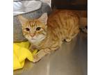 Adopt Griffs 41396 a Domestic Shorthair / Mixed cat in Pocatello, ID (41486170)