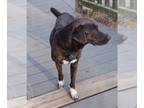 Labrador Retriever Mix DOG FOR ADOPTION RGADN-1089073 - Peri - Labrador