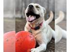 Labrador Retriever Mix DOG FOR ADOPTION RGADN-1089190 - Soldier - Labrador