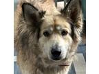 Adopt Whiskey a Tan/Yellow/Fawn Husky / Collie / Mixed dog in Clayton