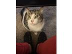 Adopt Sugar a Spotted Tabby/Leopard Spotted Domestic Mediumhair / Mixed (medium