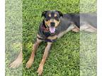 Rottweiler Mix DOG FOR ADOPTION RGADN-1089655 - Reese - Rottweiler / Terrier /