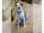 Raggle DOG FOR ADOPTION RGADN-1090082 - Bailey - Rat Terrier / Beagle / Mixed