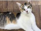 Adopt Patches a Domestic Short Hair, Tabby