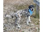Adopt Hudson a Brindle - with White English Setter / Poodle (Standard) / Mixed