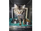 Adopt Nyssa a Domestic Longhair cat in Roanoke, VA (41504374)