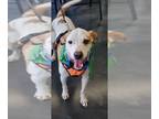 Labrador Retriever-Rat Terrier Mix DOG FOR ADOPTION RGADN-1091359 - Beau *FOSTER