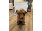 Adopt Daisy a Red/Golden/Orange/Chestnut Goldendoodle / Mixed dog in Tyler