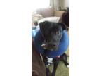 Adopt Ruger a Black - with White Labrador Retriever / Rottweiler / Mixed dog in