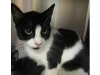 Adopt Oreo a Domestic Shorthair / Mixed cat in Raleigh, NC (41504269)