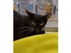 Adopt Starlie 41406 a Domestic Shorthair / Mixed cat in Pocatello, ID (41486166)