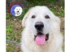 Adopt Ashley a White Great Pyrenees / Mixed dog in Portland, OR (41504233)