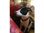 Adopt Coco a White - with Black Terrier (Unknown Type, Medium) / Mixed dog in
