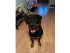 Adopt Gunner a Black - with Tan, Yellow or Fawn Rottweiler / Mixed dog in