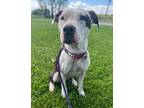 Adopt YingYang a Pit Bull Terrier