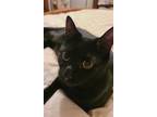 Adopt Max a All Black Domestic Shorthair / Mixed (short coat) cat in Herndon