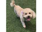 Adopt Lucy a Tan/Yellow/Fawn Poodle (Miniature) / Bichon Frise / Mixed dog in