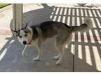 Adopt Zhoe a White - with Black Husky / Mixed dog in Moreno Valley