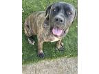 Adopt Brinley a Brindle - with White Cane Corso / Mixed dog in Ramona