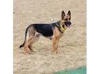 Adopt Mabel a Black - with Tan, Yellow or Fawn German Shepherd Dog / Mixed dog