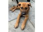 Adopt Cubby a Black - with Tan, Yellow or Fawn German Shepherd Dog / Mixed dog