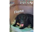 Adopt Fiona a Black - with White Labrador Retriever / Mixed dog in Calexico