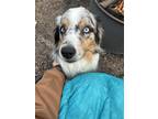 Adopt Cusco a Merle Australian Shepherd / Mixed dog in Indianapolis