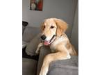 Adopt Chase a Tan/Yellow/Fawn Alaskan Malamute / Labrador Retriever / Mixed dog