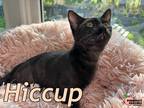 Adopt Hiccup a Domestic Shorthair / Mixed (short coat) cat in Douglasville