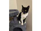 Adopt Amber a Black & White or Tuxedo Manx (short coat) cat in Columbus