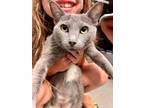 Adopt Josephine a Domestic Shorthair / Mixed (short coat) cat in Alpharetta