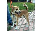 Adopt Klinky a Mixed Breed (Medium) / Mixed dog in Wilson, NC (41491380)