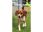 Adopt Greene Bean a Beagle / Mixed dog in Wilson, NC (41491378)