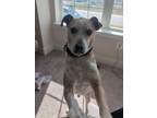 Adopt Rex a Tan/Yellow/Fawn - with White Beagle / Jack Russell Terrier / Mixed