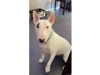 Adopt Lenny a Black - with White Bull Terrier / Mixed dog in Peoria