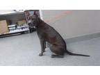 Adopt A170842 a Pit Bull Terrier, Mixed Breed