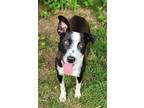 Adopt Violet a Border Collie / Corgi / Mixed dog in Norman, OK (41504117)