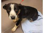 Adopt Sunny a Border Collie / Corgi / Mixed dog in Norman, OK (41504116)