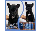 Adopt DIXIE a Labrador Retriever, Mixed Breed