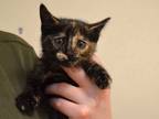 Adopt a Tortoiseshell Domestic Shorthair cat in Wildomar, CA (41504146)