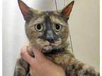 Adopt Mom a Calico or Dilute Calico Domestic Shorthair cat in Wildomar