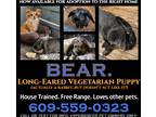 Adopt Bear Free Range Rabbit a Brown/Chocolate Mutt / Mixed dog in North