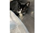 Adopt Parmesan a Black & White or Tuxedo Domestic Shorthair / Mixed cat in