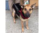Adopt Emmie a Black - with Tan, Yellow or Fawn German Shepherd Dog / Mixed dog