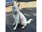 Adopt Falcor a White German Shepherd Dog / Mixed dog in Mt. Airy, MD (41504106)